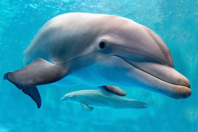 Dolphin #035