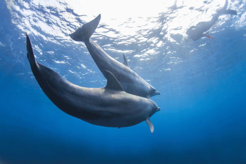 Dolphin #036