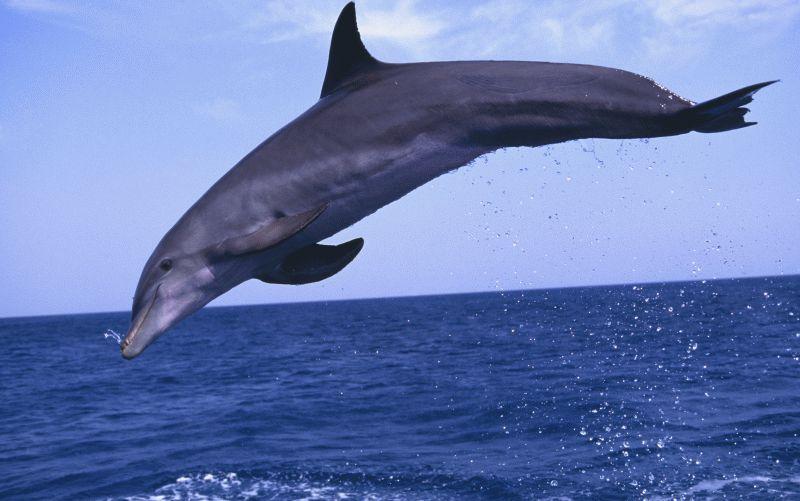 Dolphin #037