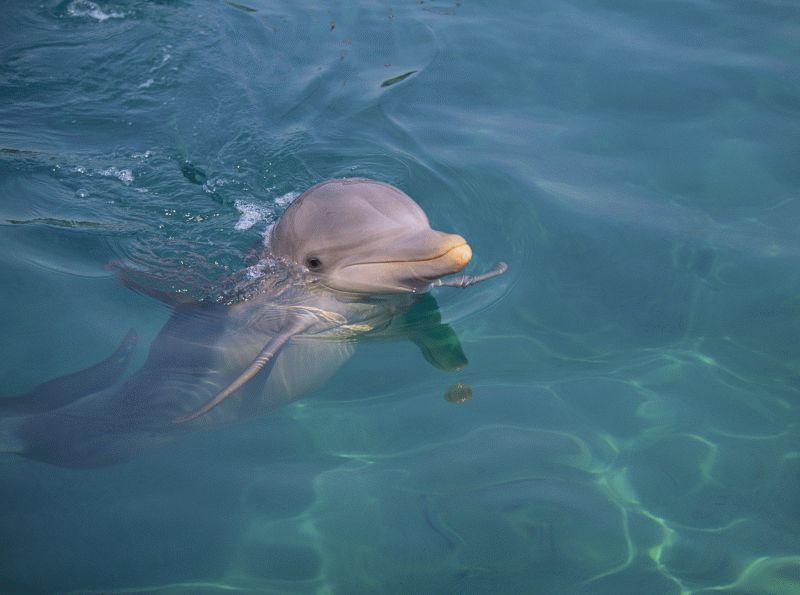 Dolphin #038