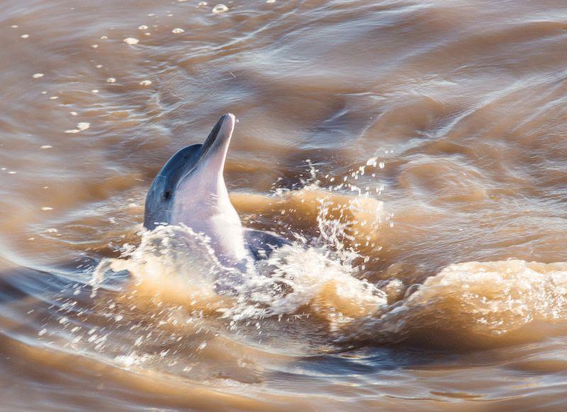 Dolphin #039
