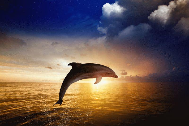 Dolphin #040