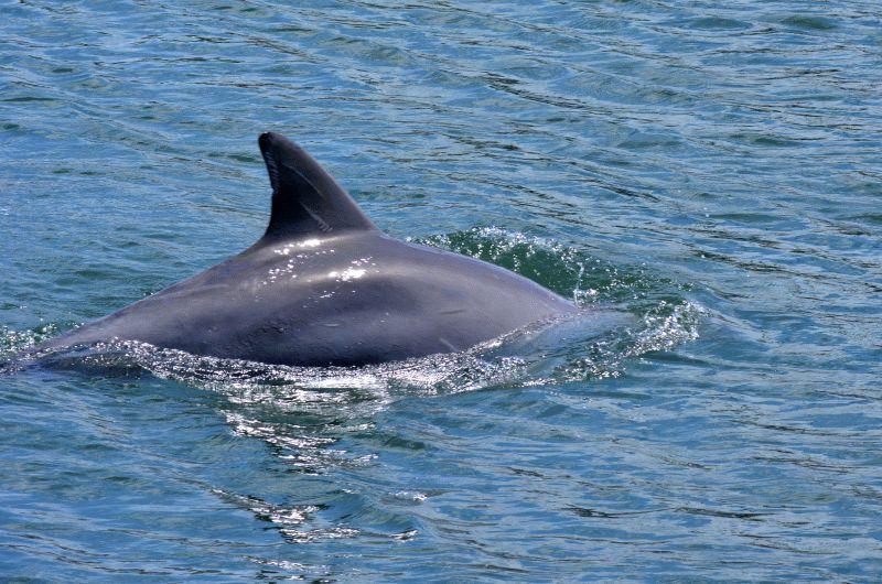 Dolphin #041