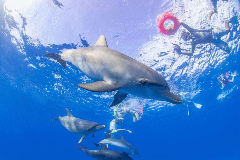 Dolphin #042