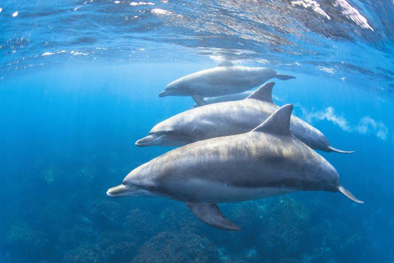Dolphin #043