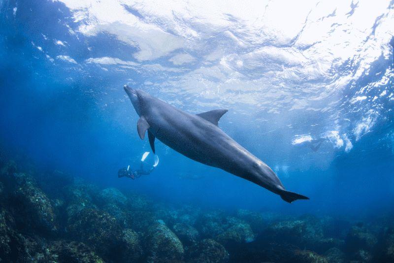 Dolphin #044