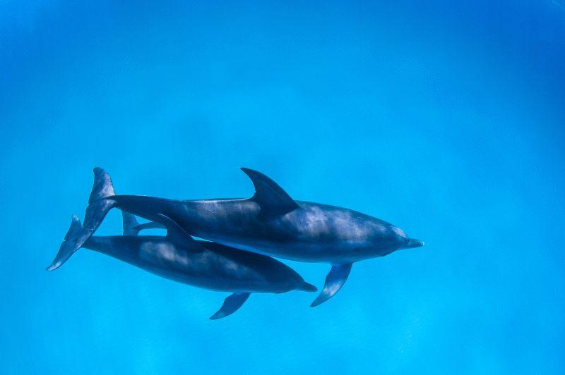 Dolphin #045