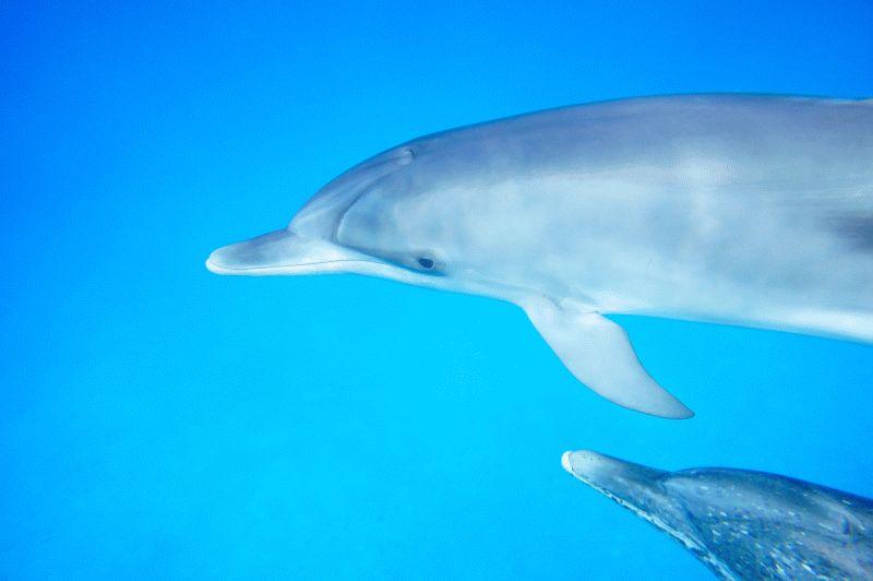 Dolphin #046