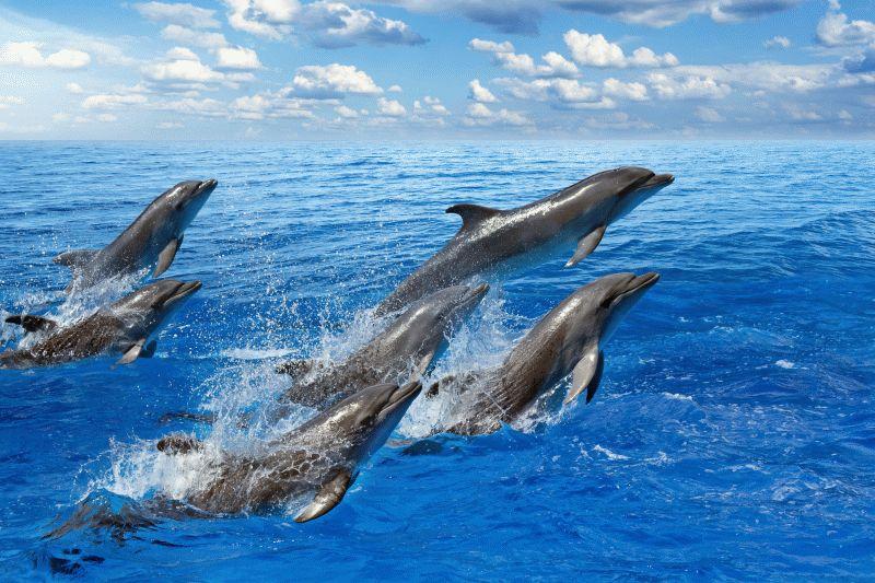 Dolphin #047