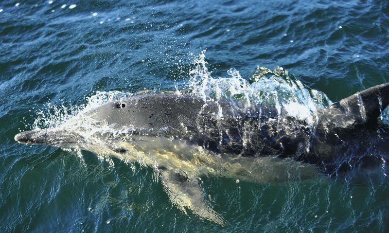 Dolphin #048
