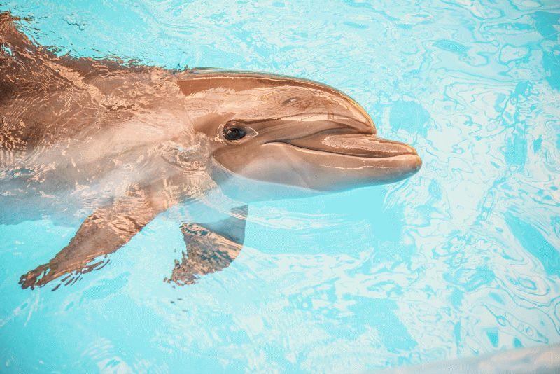 Dolphin #049