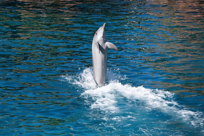 Dolphin #050