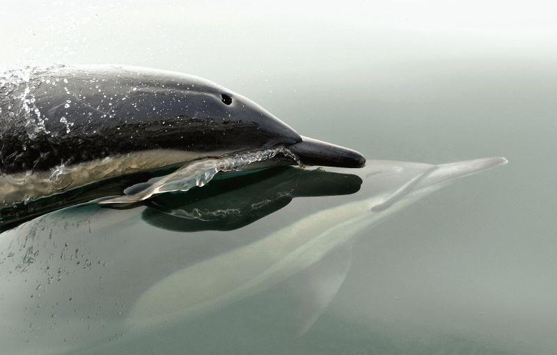 Dolphin #051