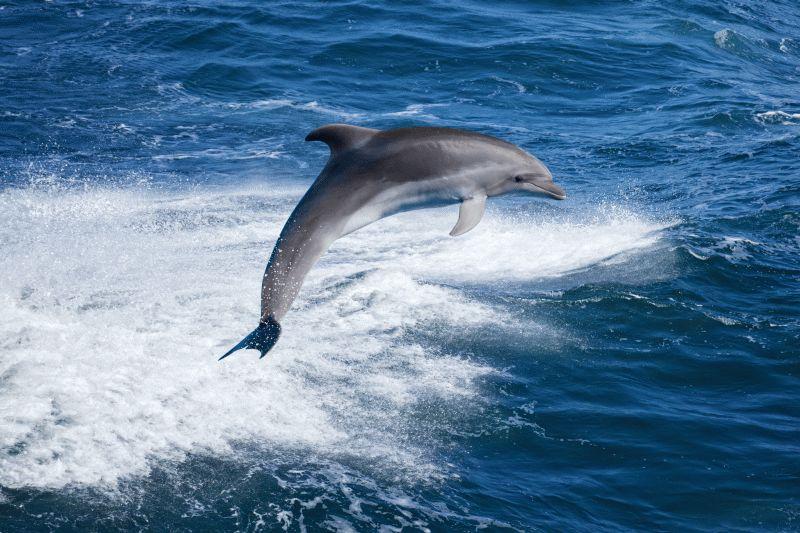 Dolphin #052
