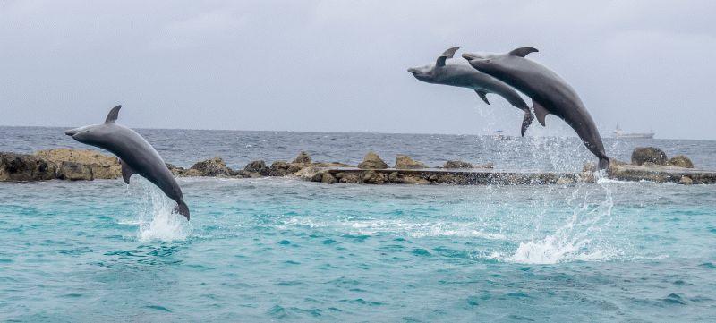 Dolphin #053