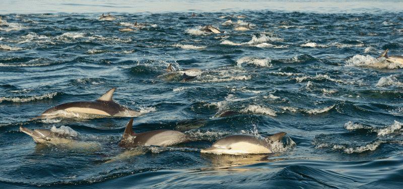 Dolphin #054