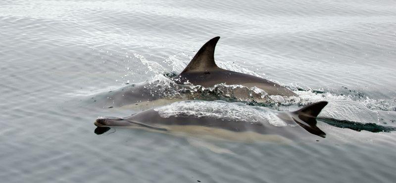 Dolphin #055