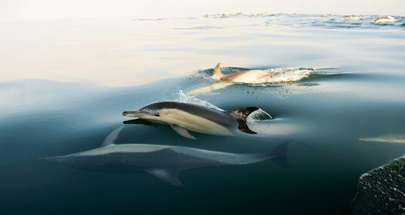 Dolphin #056