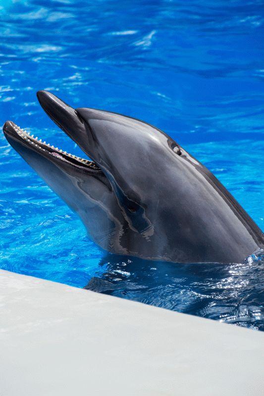Dolphin #057