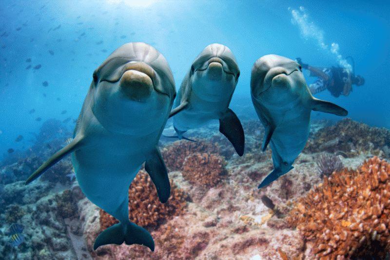 Dolphin #058