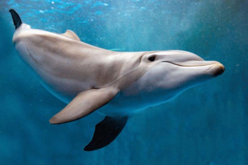 Dolphin #059