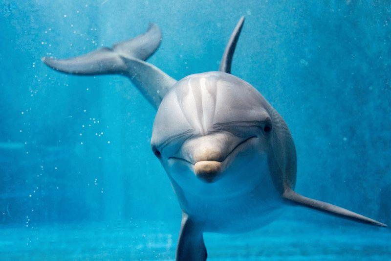 Dolphin #061