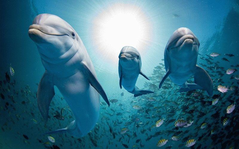 Dolphin #063