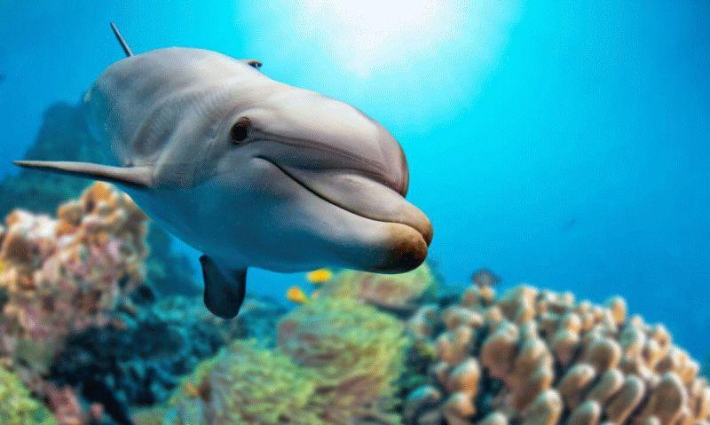 Dolphin #064