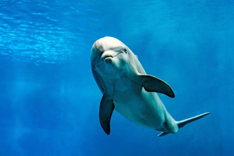Dolphin #065