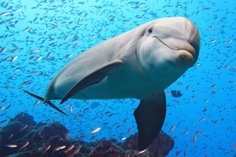 Dolphin #067