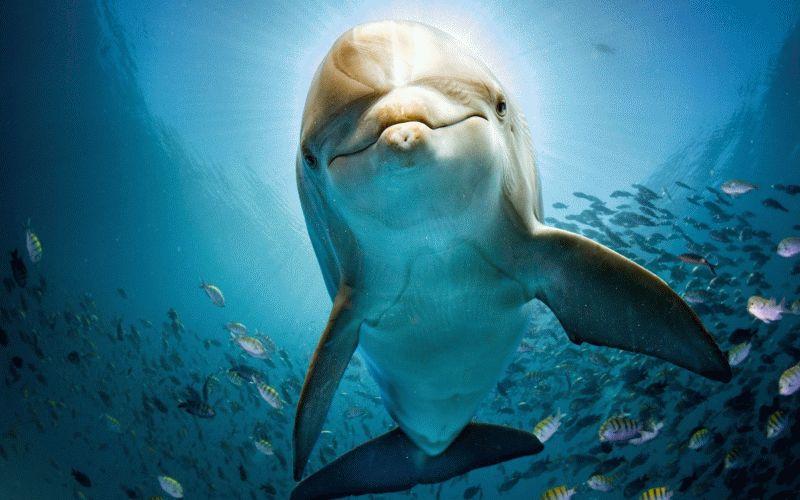 Dolphin #068