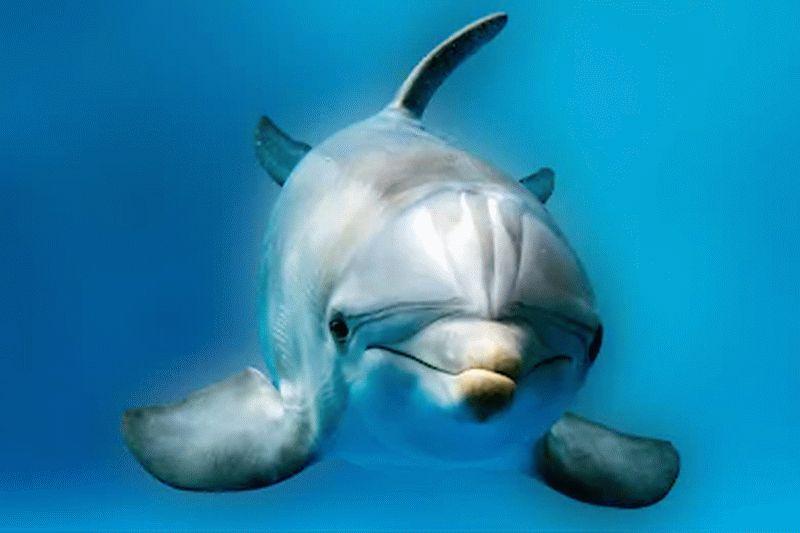 Dolphin #069
