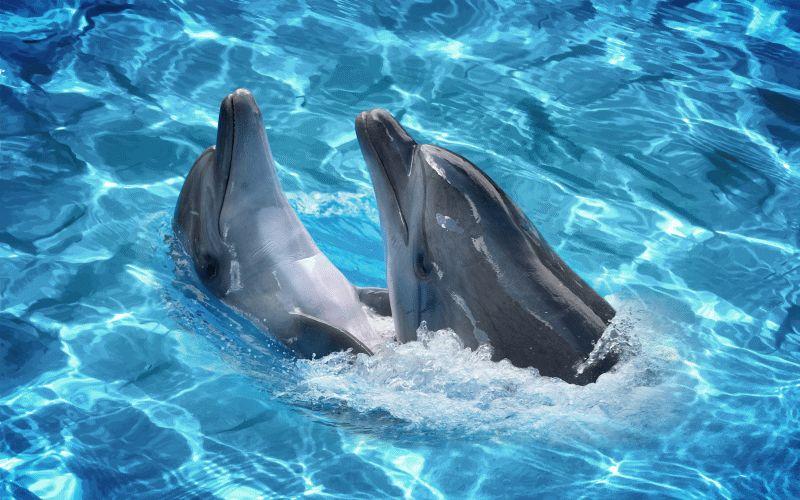Dolphin #070