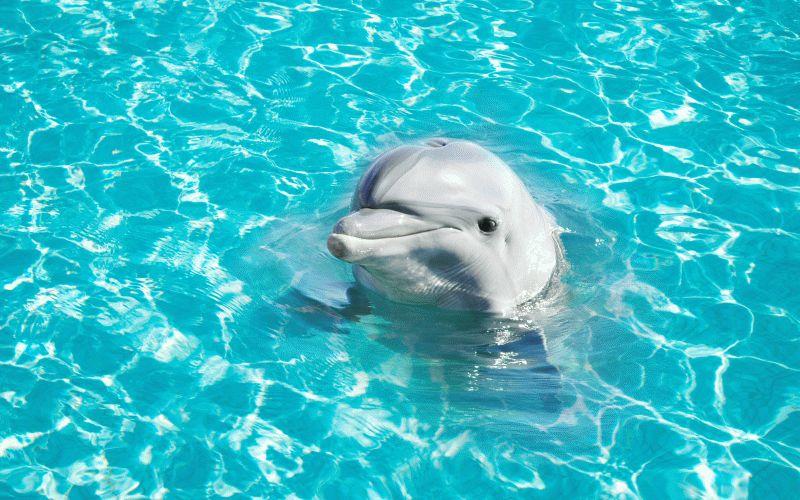 Dolphin #071
