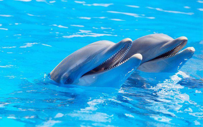 Dolphin #073
