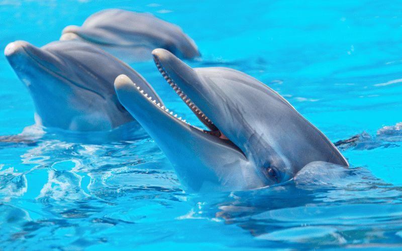 Dolphin #074