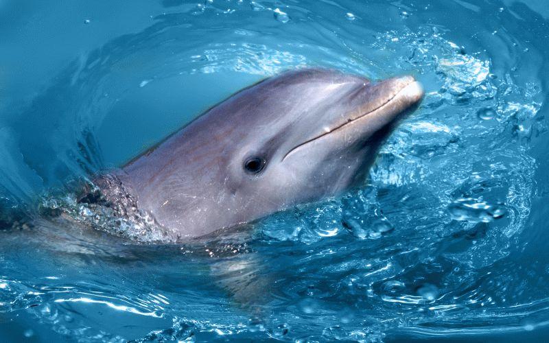 Dolphin #075