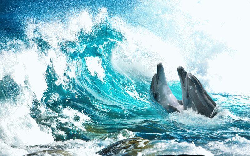 Dolphin #076