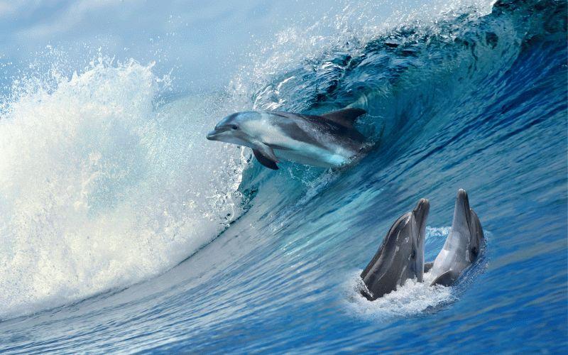 Dolphin #077