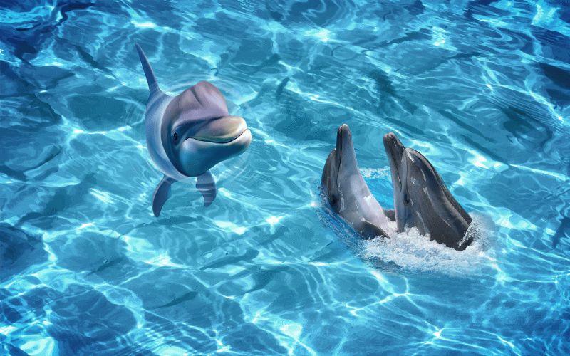 Dolphin #078