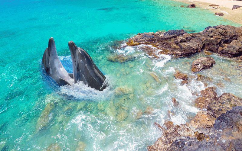 Dolphin #079