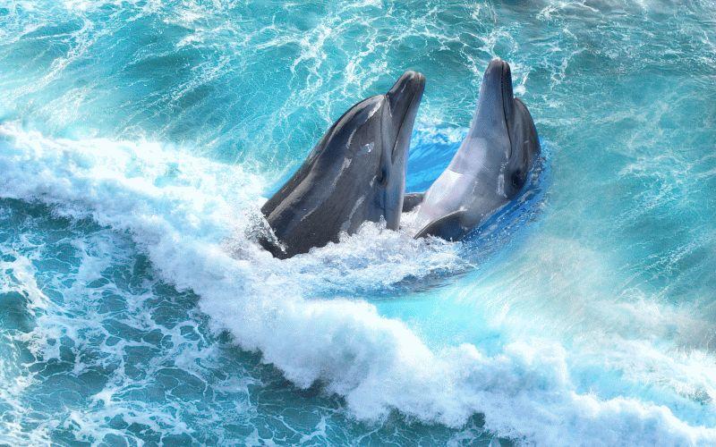 Dolphin #080