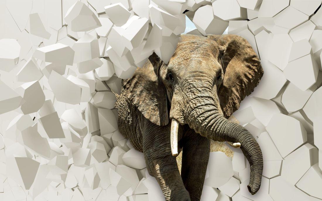 Elephant #013