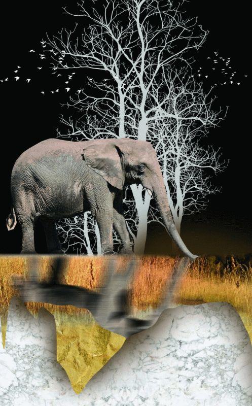 Elephant #503
