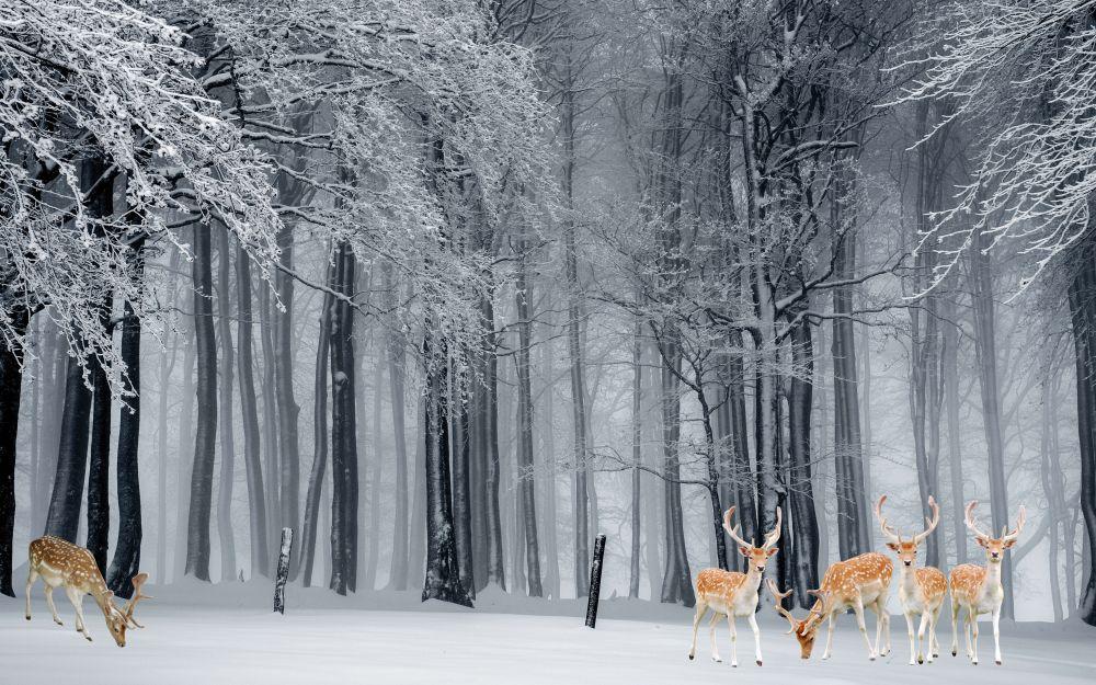 Forest #054
