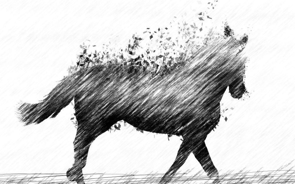 Horse #072