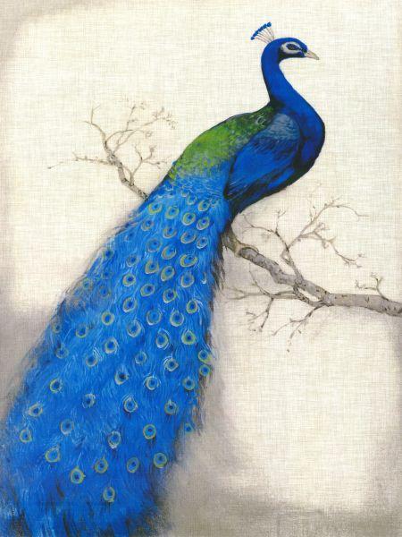Peacock #001