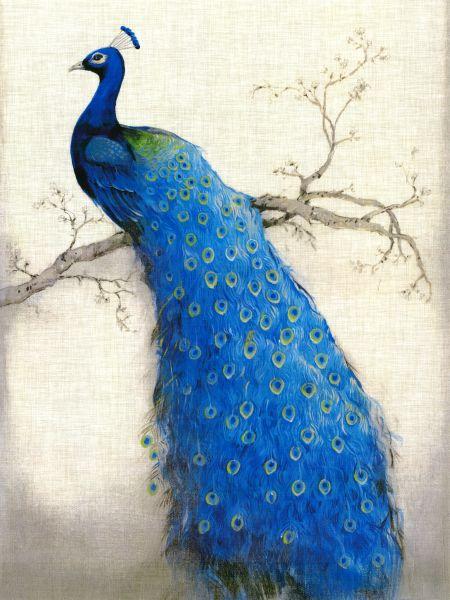 Peacock #002