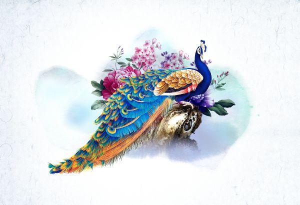 Peacock #029