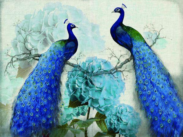 Peacock #030